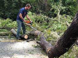 Professional Tree Care  in Otterbein, IN