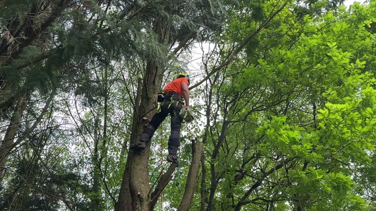 Best Tree Trimming and Pruning  in Otterbe, IN